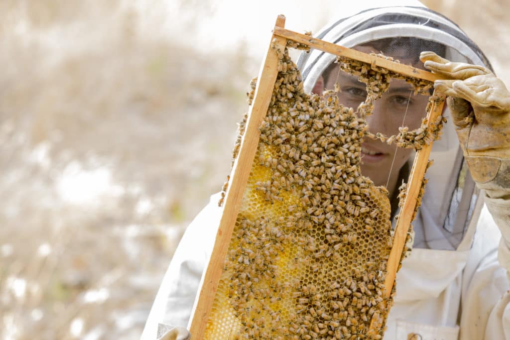 jake wired frame with bees